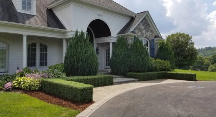 Faux Boxwood Shrubs and Hedges 2022